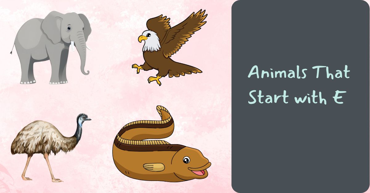 Animals That Start with E