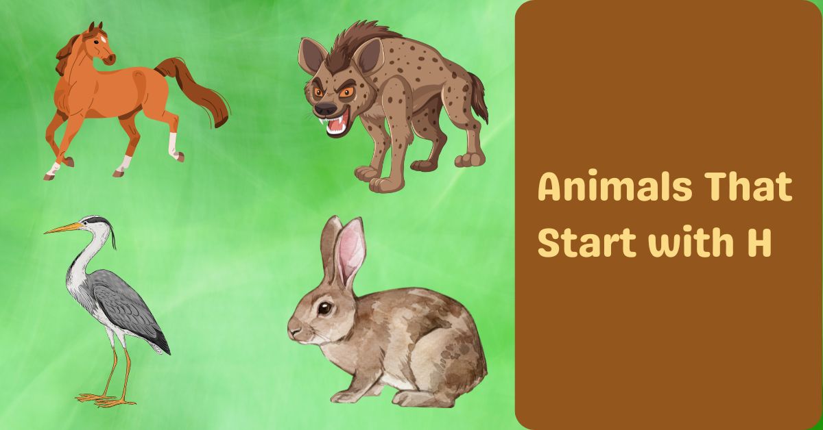 Animals That Start with H