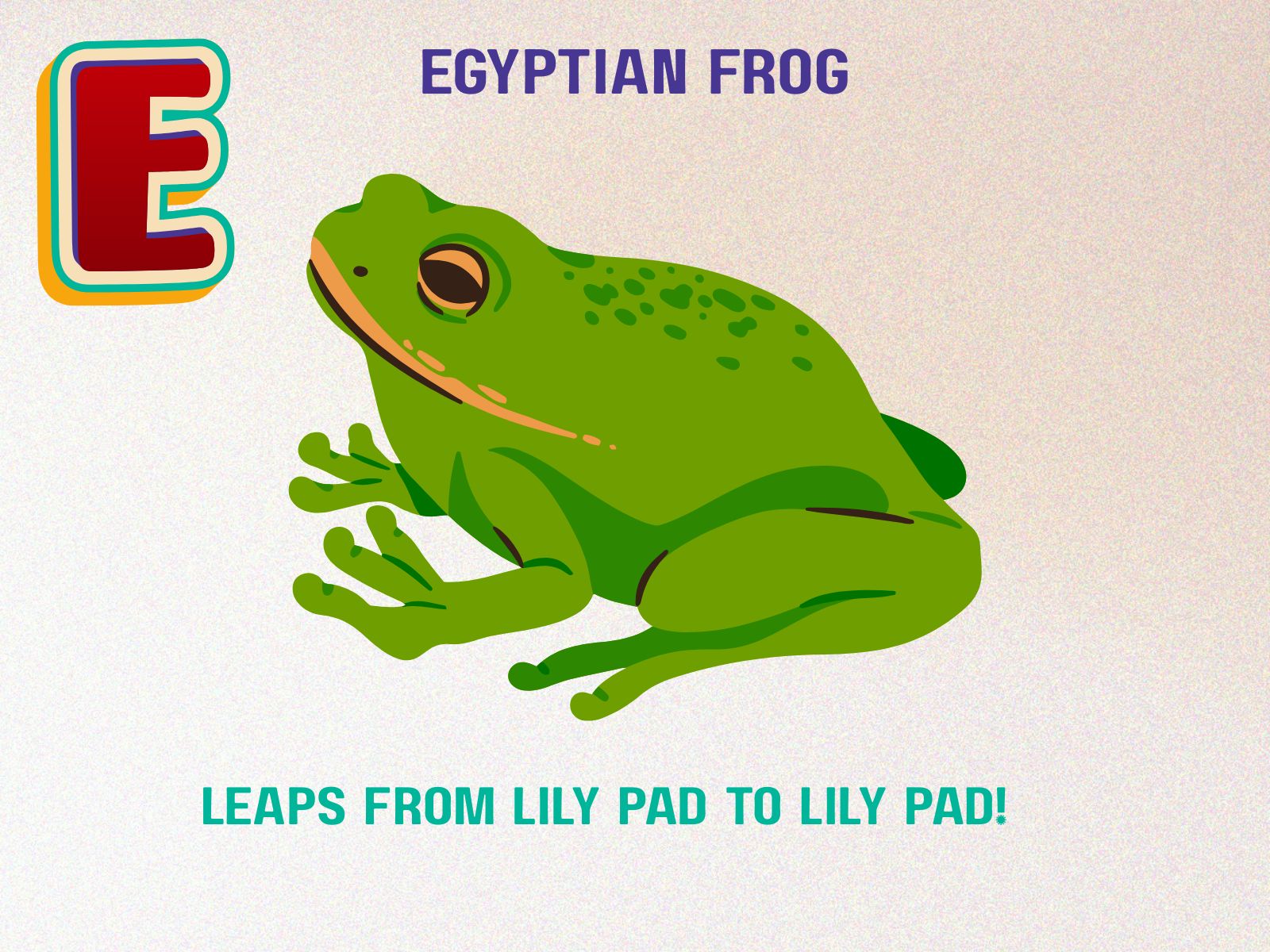 Egyptian Frog