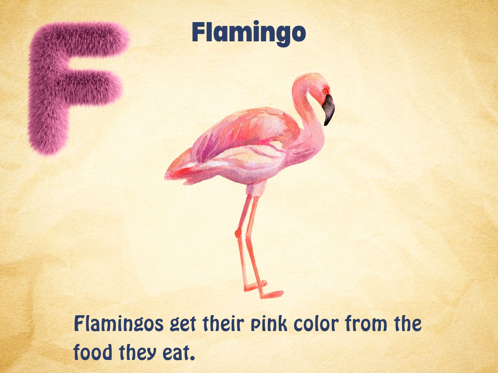 Flamingo