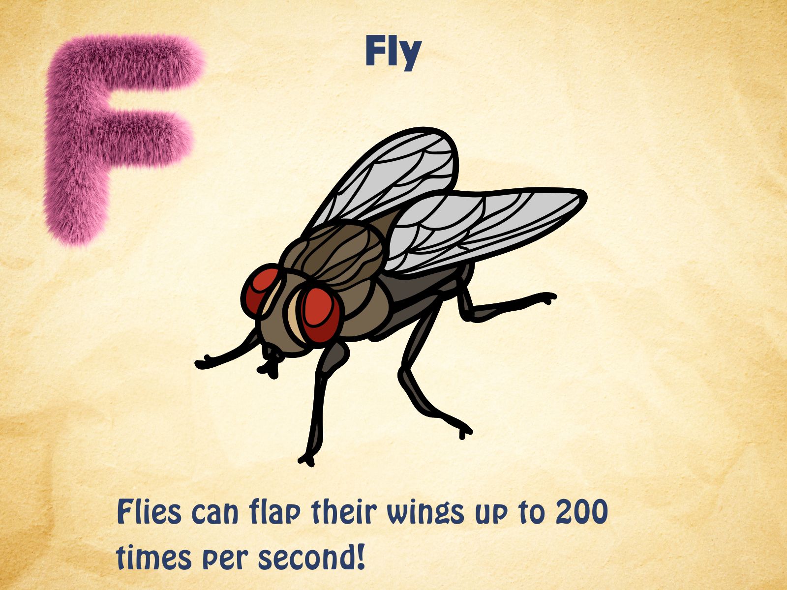 Fly