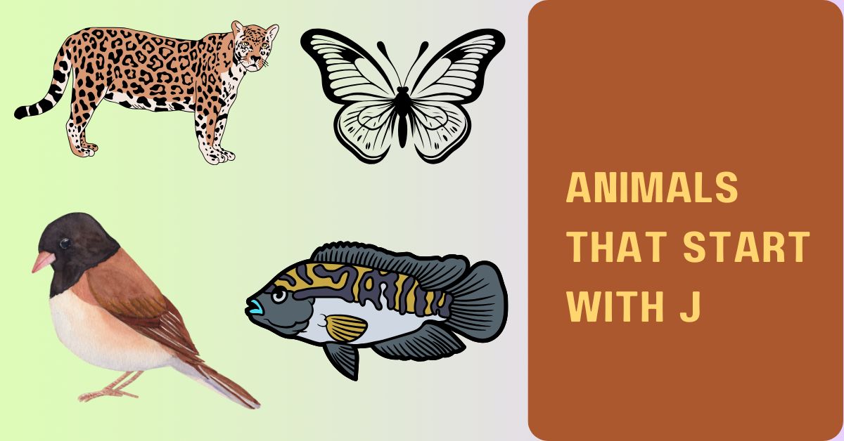 Animals That Start with J