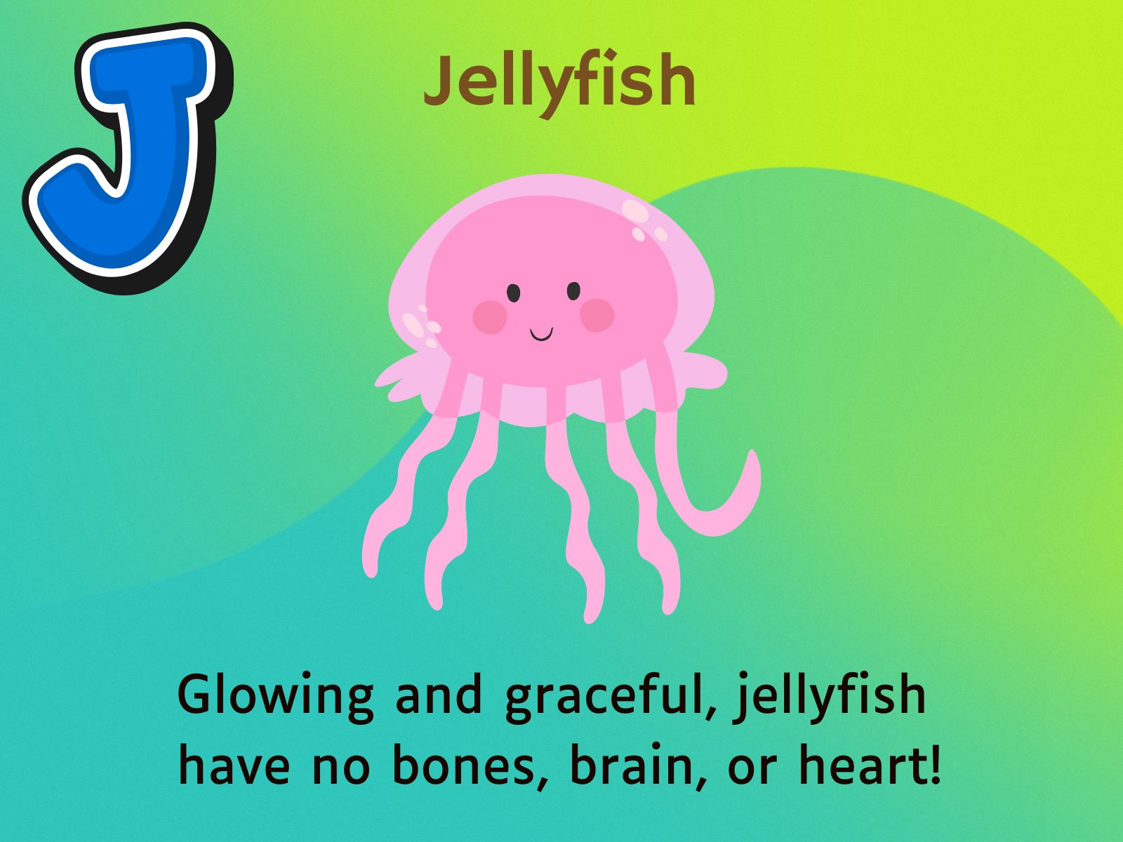 Jellyfish