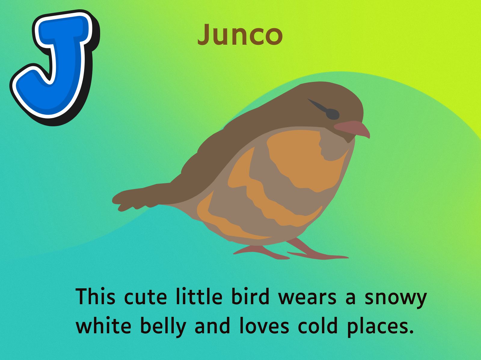 Junco